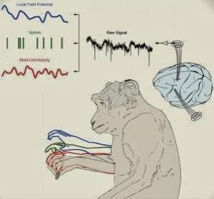 Entrevista sobre las neuronas espejo