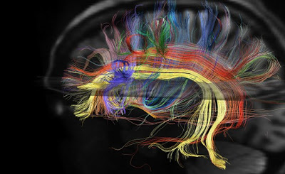 El cerebro es más rápido para detectar lo desagradable