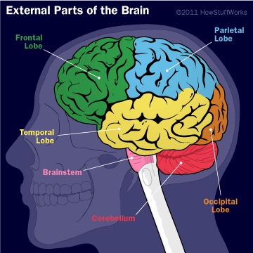 El.cerebro.ante.el.espejo.Documental.Odisea